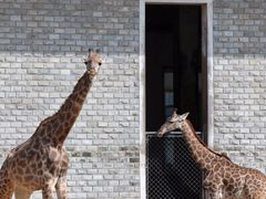 -石家庄市动物园