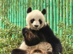 -西霞口神雕山野生动物世界