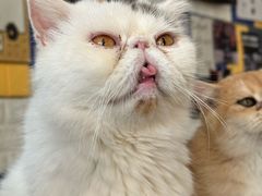 -平行世界·猫咖(首经贸店)