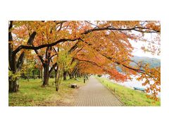 -河口湖八音盒之森美术馆