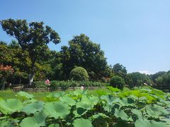 -上海鲜花港