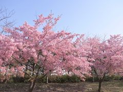 -顾村公园