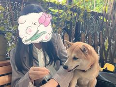 -柴犬高等学院·狗咖·柴犬售卖·宠物训练
