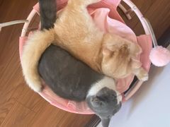 -lincat·猫舍(广州店)