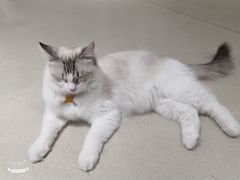 -藏猫猫咖啡主题馆(中央大道店)