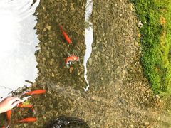 -几荷·恰似故人来(秀水广场店)