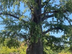 -千年银杏谷文化旅游区