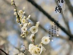 -红梅公园