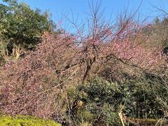 -桃花岭景区