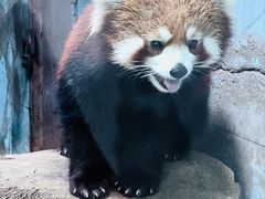 -青藏高原野生动物园