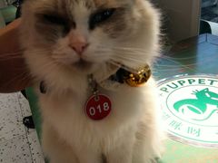 -喵喵咪呀布偶猫咖(春熙路店)