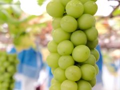 -海堤葡萄园中小学生研学基地