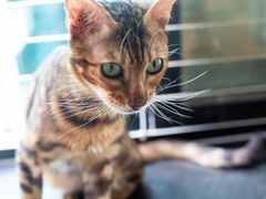 -楼上猫咖(罗湖店)