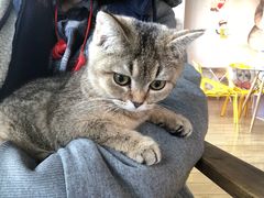 -Cappucimeow猫咪咖啡馆(韦伯时代店)