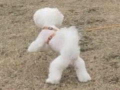 -鲜芋仙(群光广场店)