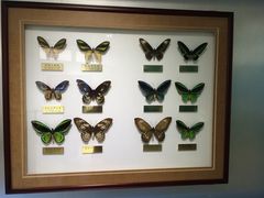 -上海昆虫博物馆