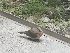 -杨氏青龙虾·羊蝎子(托乐嘉店)