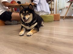 -柴迷FANS CLUB·柴犬狗咖·猫咖