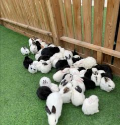 -萌宠亲子动物乐园(槐房万达店)