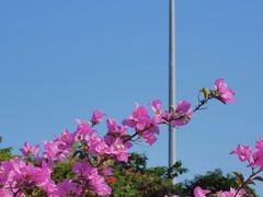 -深圳市中科院仙湖植物园