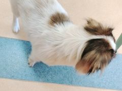 -小叮当动物医院·骨科·眼科