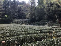-武夷山风景名胜区-虎啸岩