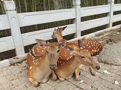 -北京野生动物园