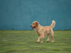 -趣玩宠物乐园寄养训犬训狗游泳池