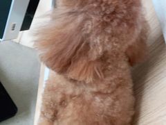 -宠颐生动物医院·猫科·心脏科(海口分院)