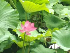 -陈家山荷花公园