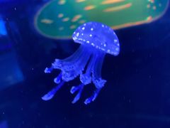 -芜湖新华联大白鲸海洋公园