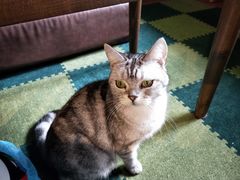 -猫猫幼稚园·撸猫·桌游·电玩