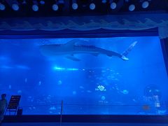 -烟台海昌鲸鲨海洋公园