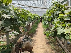 -马陆小张葡萄园农家乐