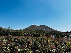 -亚龙湾国际玫瑰谷