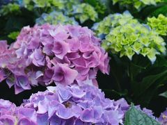 -深圳仙湖植物园