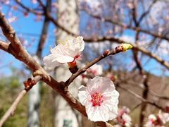 -北京鹫峰国家森林公园