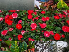 -白鹭洲公园