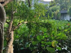 -上海醉白池公园