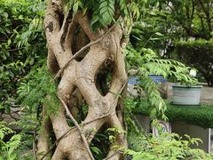 -广州神农草堂中医药博物馆