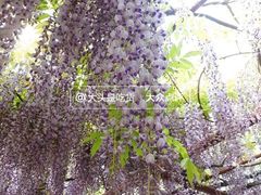 -嘉定紫藤园