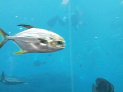 -瑞德姆美人鱼海底演艺主题餐厅(亚龙湾店)