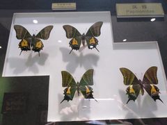 -上海昆虫博物馆