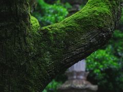-虎跑公园