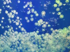 -海合安武汉极地海洋公园