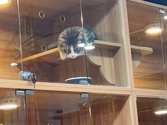 -喵百万·布偶·蓝金金渐层英短·猫舍(百子湾店)