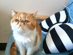 -有猫儿腻咖啡厅.猫咖