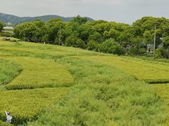 -苏州太湖西山岛开心农场