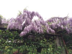 -上海鲜花港
