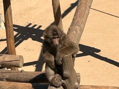 -西霞口神雕山野生动物世界